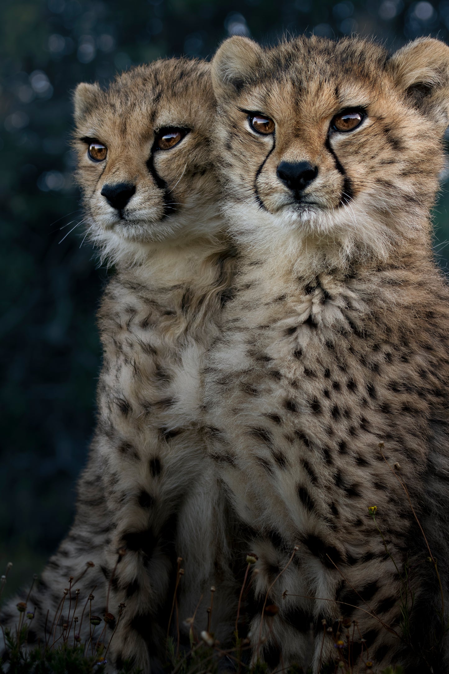 Cheetah Cub Portrait