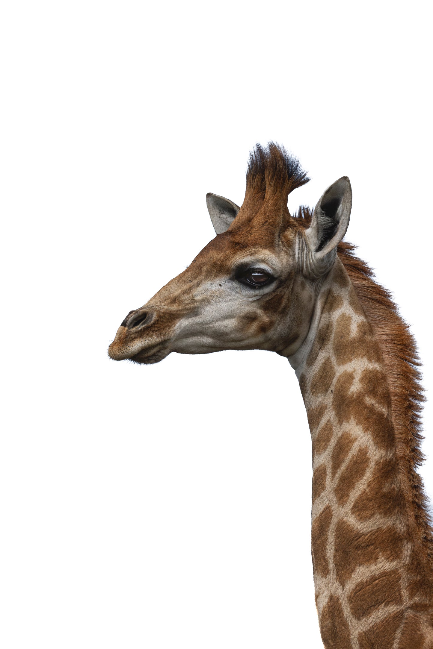 Giraffe Portrait