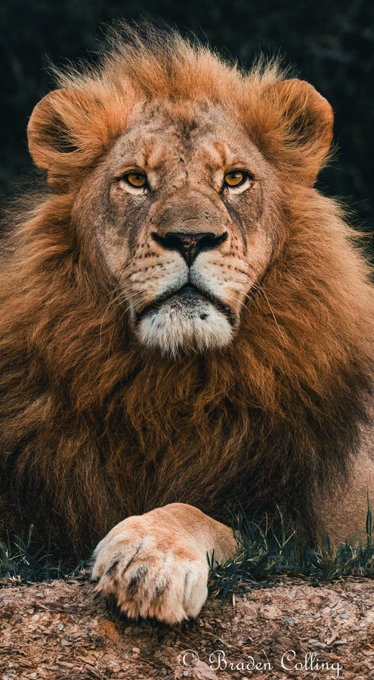 The stare of a King